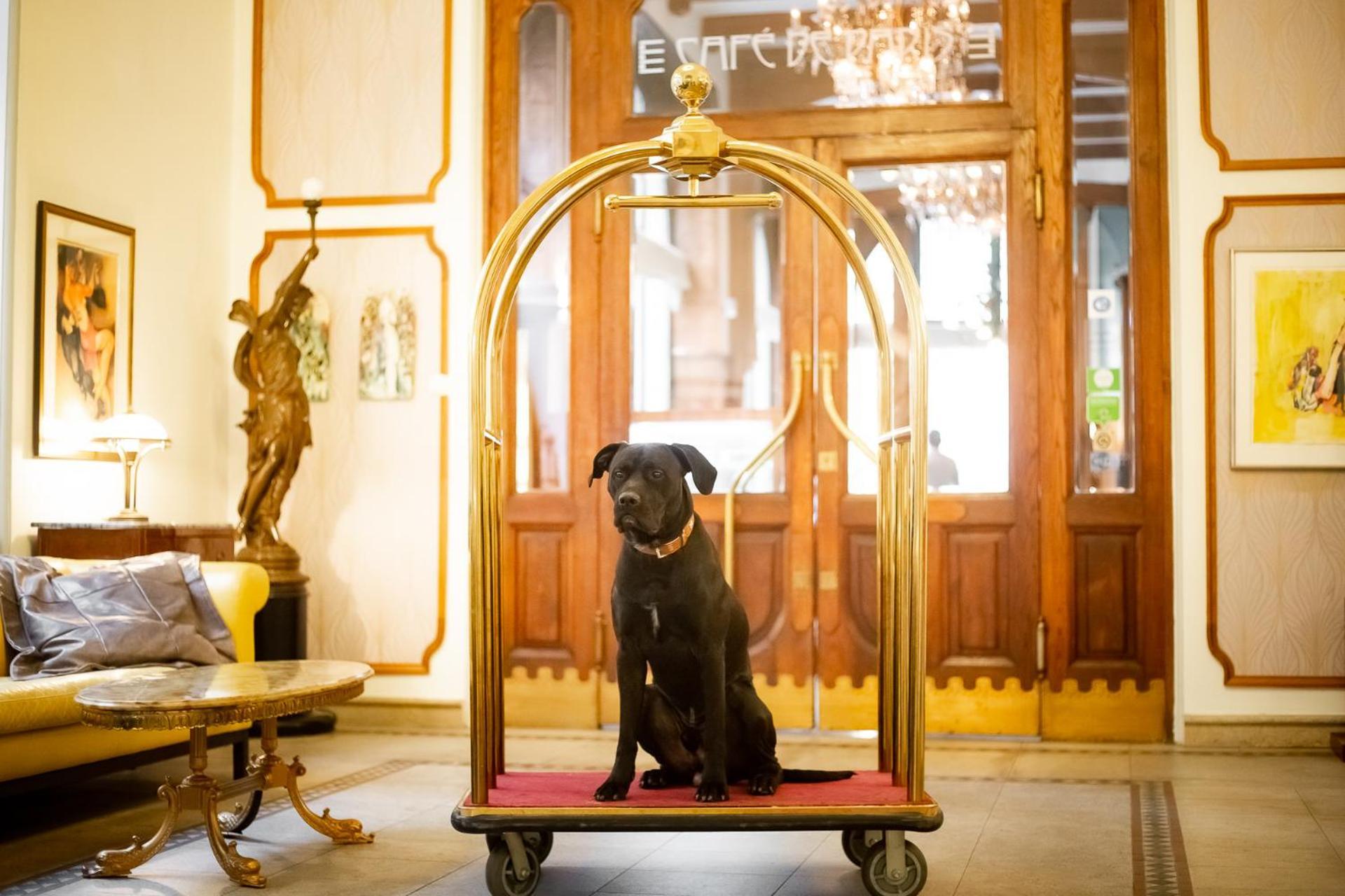 Hotel Paris Prag Exteriör bild A dog on a luggage cart